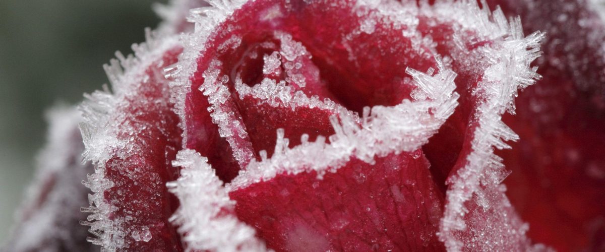 6 حقیقت جالب درباره گل رز