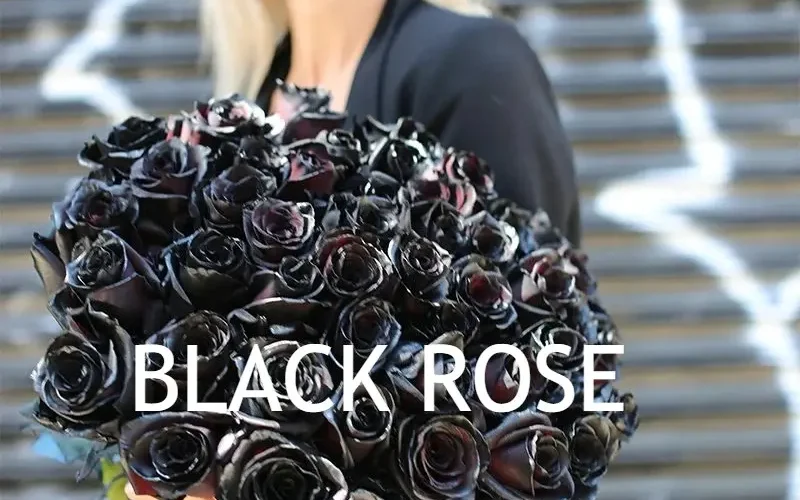 رز سیاه