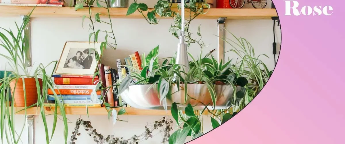 گل اپارتمانی