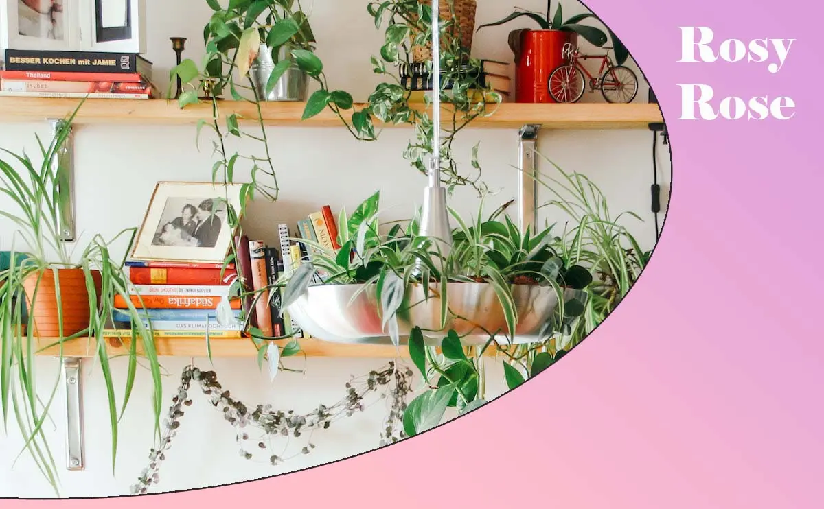 گل اپارتمانی