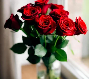 گل رز ولنتاین