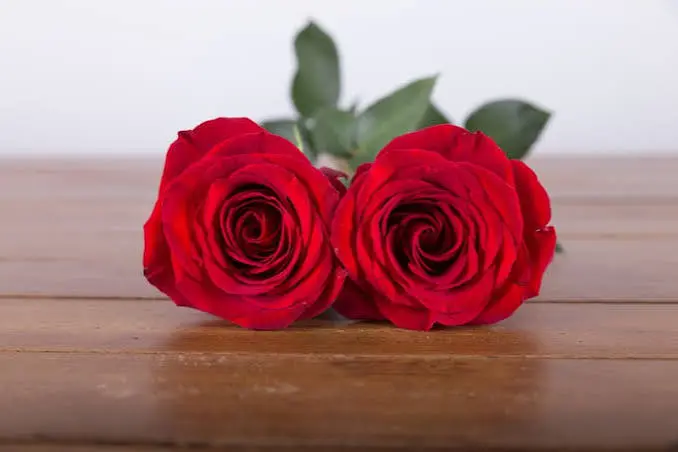 گل رز قرمز