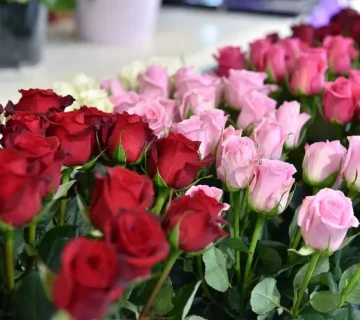 گل رز شاخه ای