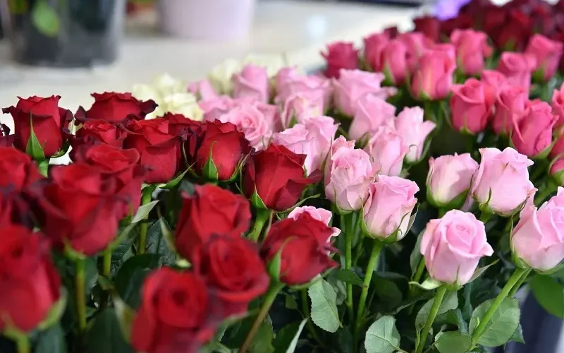 گل رز شاخه ای