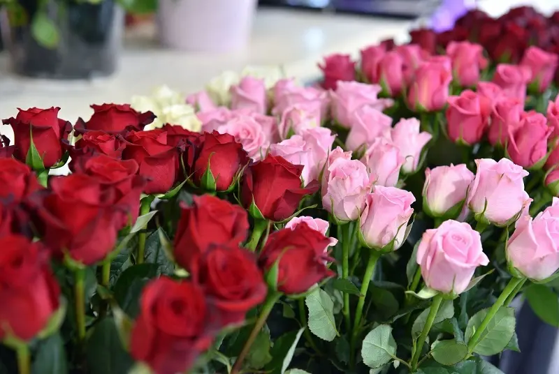 گل رز شاخه ای