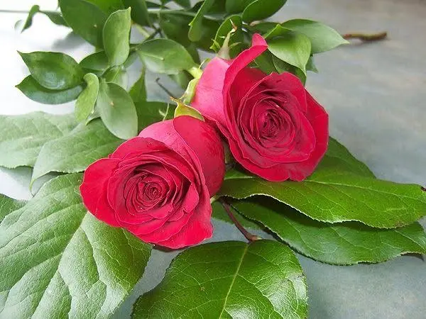 گل رز هلندی